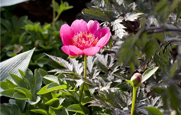 Paeonia officinalis 'Anemoniflora Rosea'