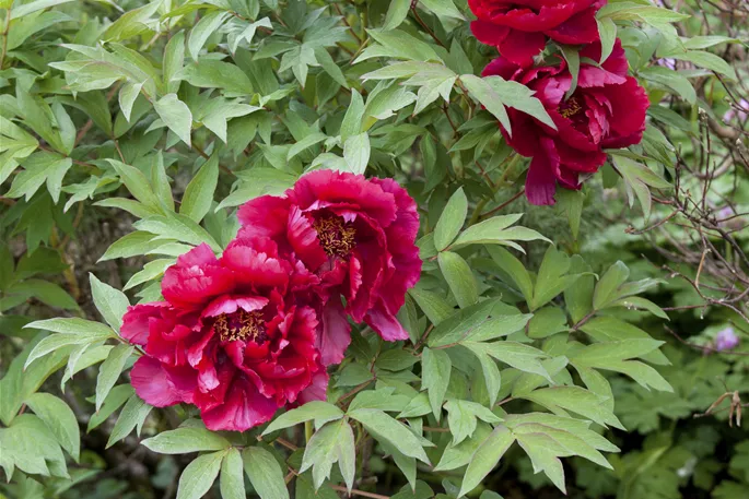 Paeonia lactiflora