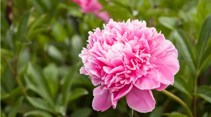 Paeonia lactiflora, rosa