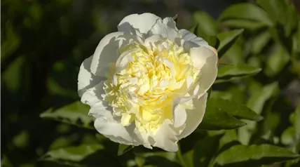 Paeonia lactiflora, cremeweiß