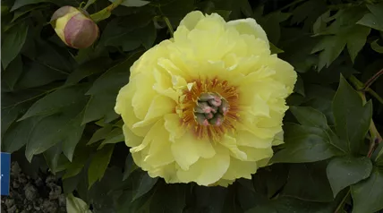 Paeonia x suffruticosa, gelb