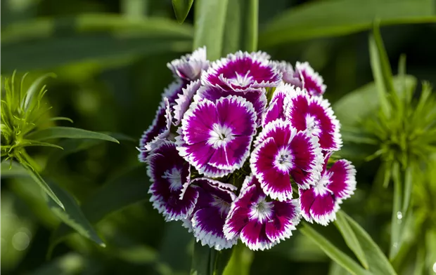 Dianthus barbatus