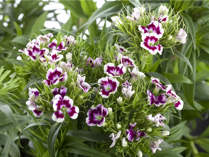Dianthus barbatus
