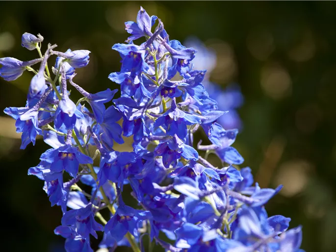 Delphinium x cultorum
