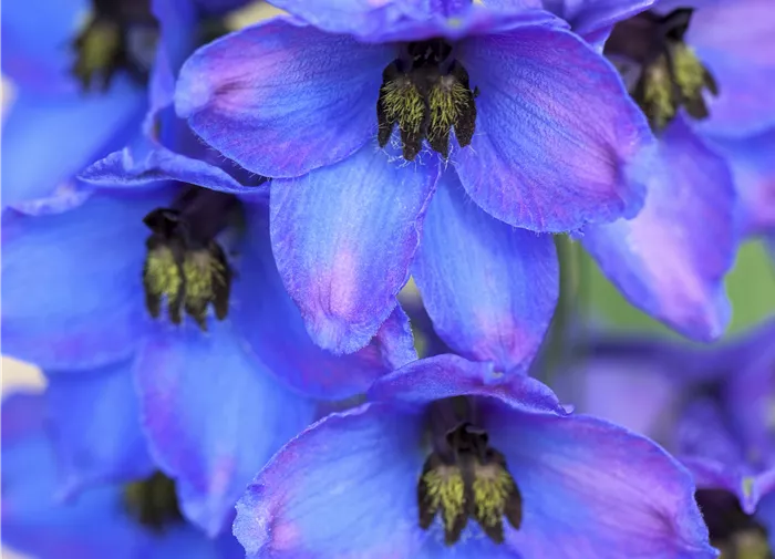 Delphinium