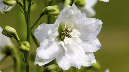 Delphinium 'Magic Fountain', weiß