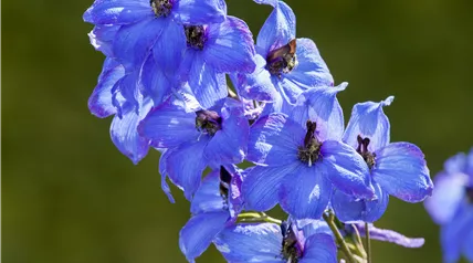 Delphinium x elatum 'Finsteraarhorn'