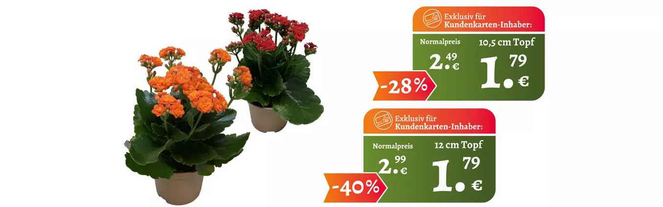 Website KuKa ganzjährig Kalanchoe v2.png
