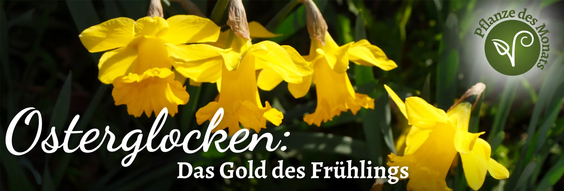 2026 Header WebSeite (1920 x 650 px) (PDM April Osterglocken).png