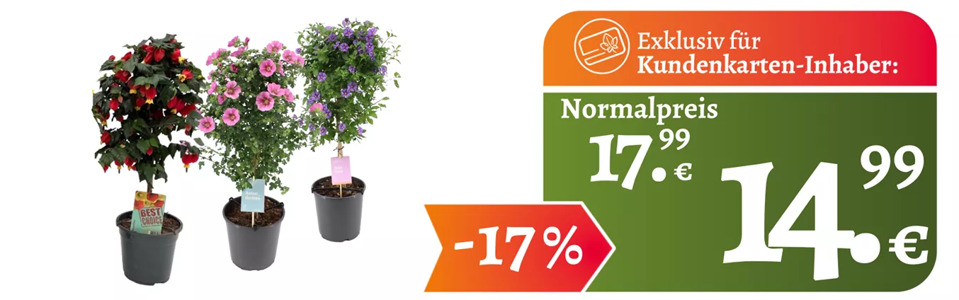 Website KuKa ganzjährig Blütenstämmchen.png