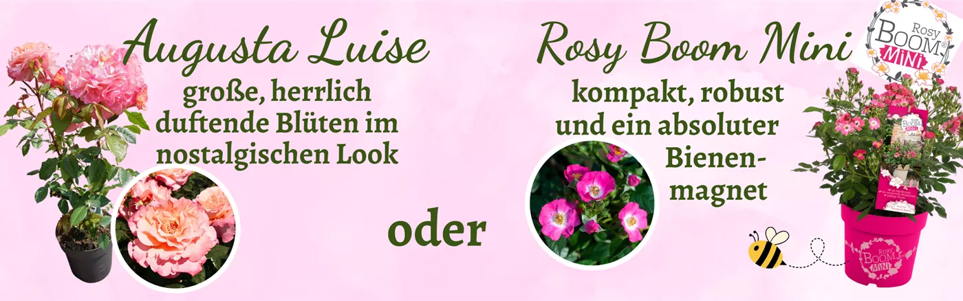 2026 Header Website 2200x650 (Rosenauswahl).png 2026 Header Website 2200x650 (Rosenauswahl).png