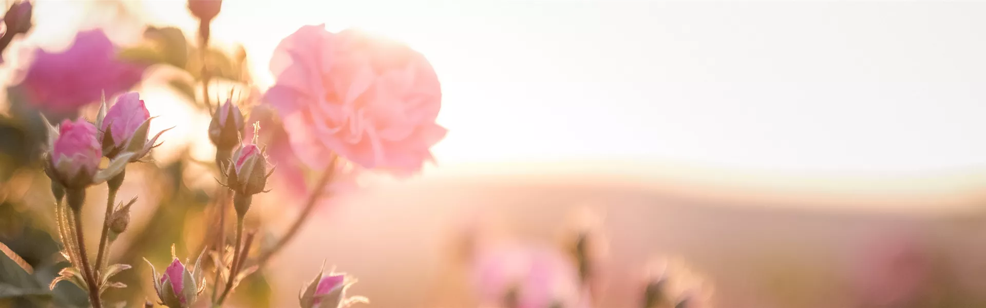 2026 Header Website Teilnahmebedingungen 2200x650.png