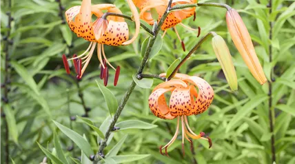 Lilium Lilium