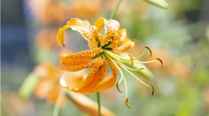 Lilium Lilium