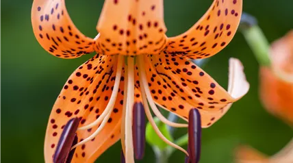 Lilium lancifolium var. splendens Lilium lancifolium var. splendens