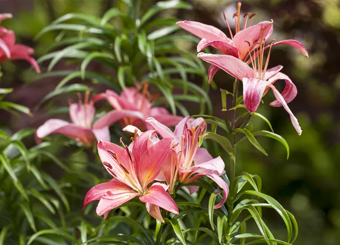 Lilium, rosa