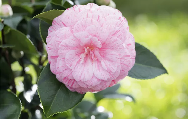 Camellia japonica Camellia japonica