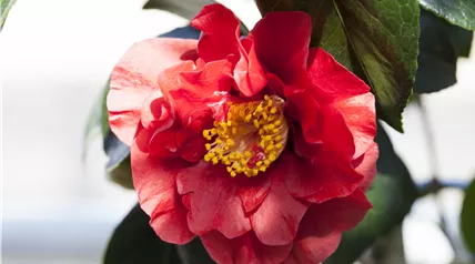 Camellia japonica 'Bob Hope'