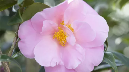 Camellia japonica 'Betty Sette'