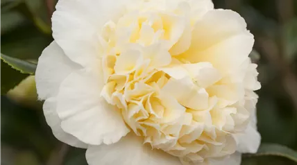 Camellia japonica 'Jurys Yellow'
