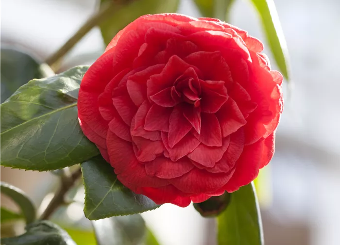 Camellia japonica 'Dr. Burnside'