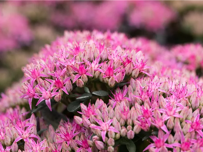 Sedum spectabile 'Carl'