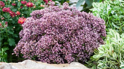 Sedum