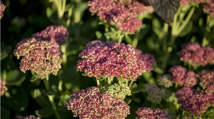 Sedum telephium