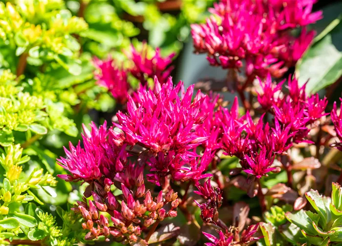 Sedum spurium