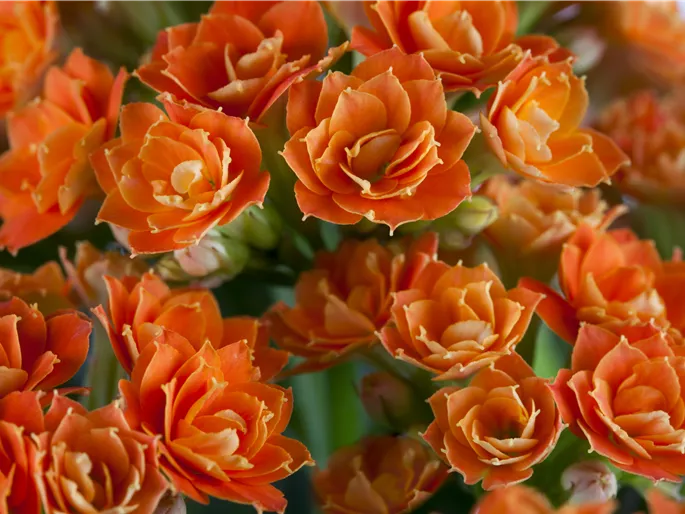 Kalanchoe 