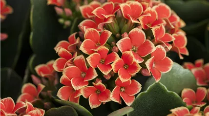 Kalanchoe Kalanchoe
