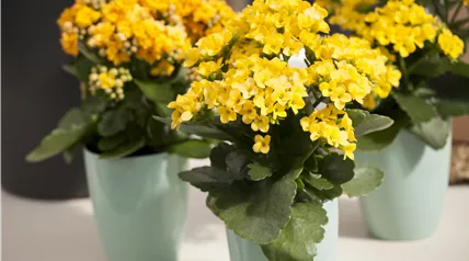 Kalanchoe Kalanchoe