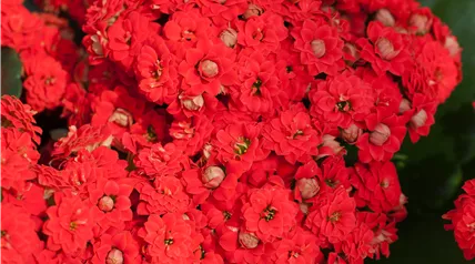 Kalanchoe blossfeldiana 'Don Juan' Kalanchoe blossfeldiana 'Don Juan'