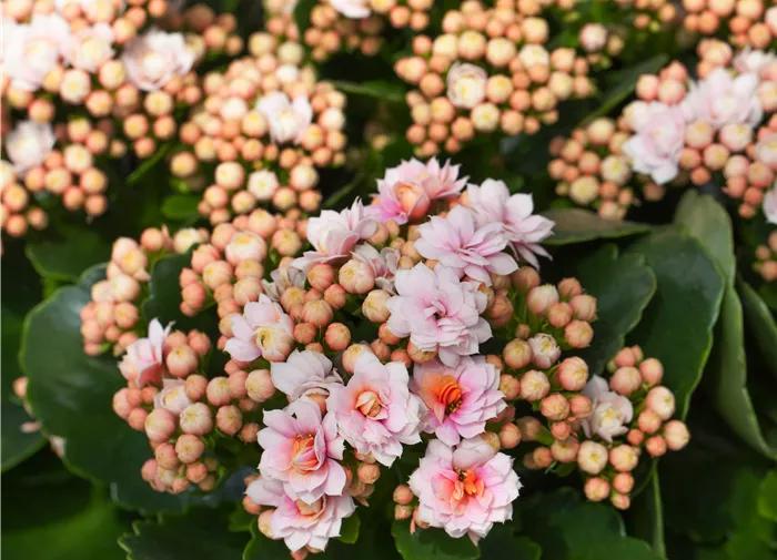 Kalanchoe blossfeldiana