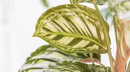 Calathea Calathea