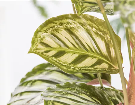 Die Calathea: 3 goldenen Regeln für die erfolgreiche Pflege