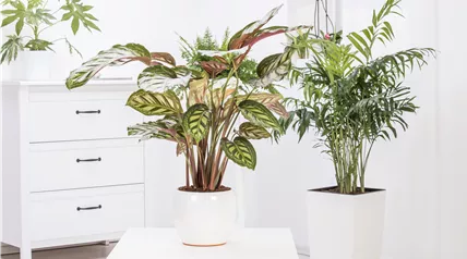 Calathea Calathea