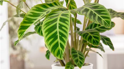 Calathea zebrina Calathea zebrina