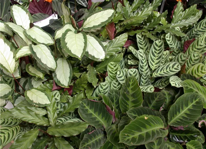 Calathea