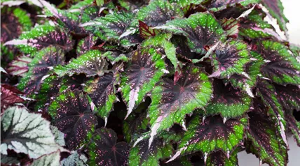 Begonia rex 'Evening Glow'® Begonia rex 'Evening Glow'®