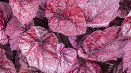 Begonia Begonia