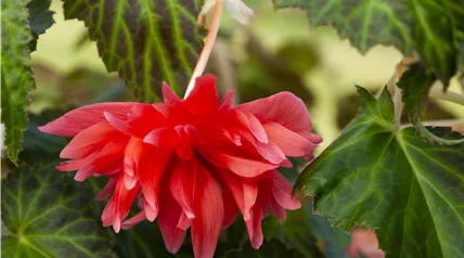 Begonia Begonia