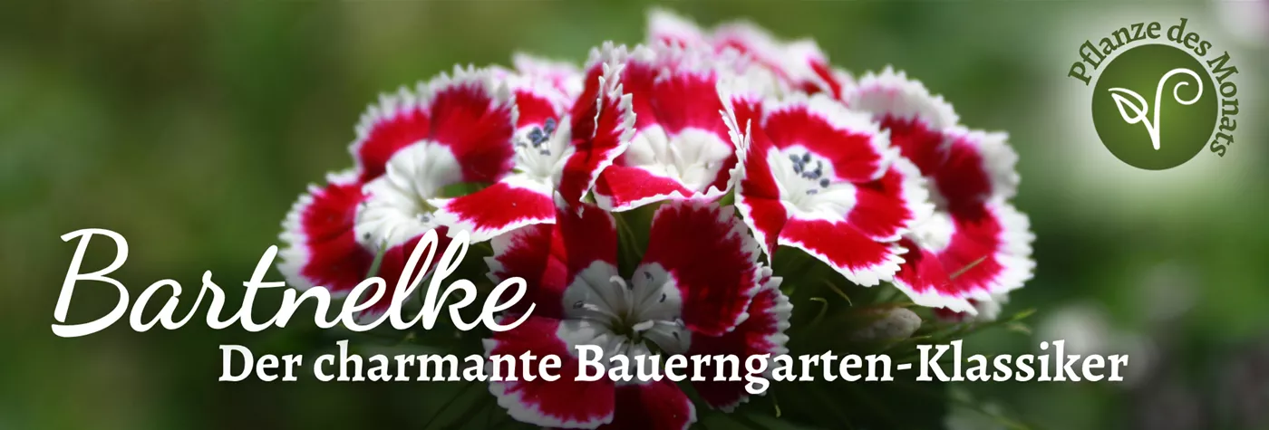 2026 Header WebSeite (1920 x 650 px) (PDM Juni Bartnelke).png