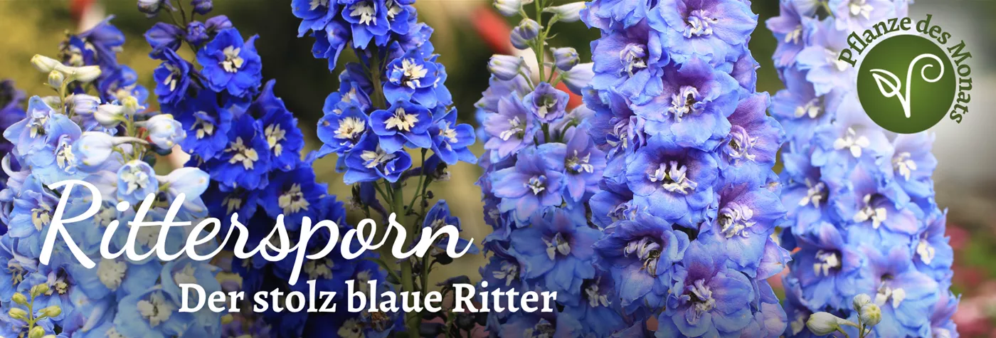 2026 Header WebSeite PDM Juli Rittersporn (1920 x 650 px).png