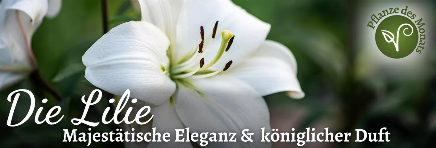 2026 Header WebSeite (1920 x 650 px) (PDM August Lilie).png