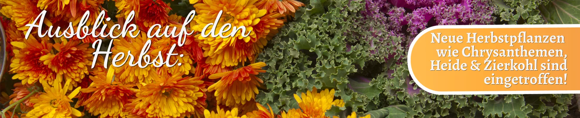 2026 Header Hinweise WebSeite 1920x400 (1).png