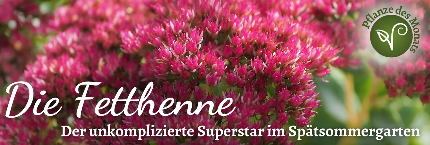 2026 Header WebSeite (1920 x 650 px) PDM Sept Fetthenne.png
